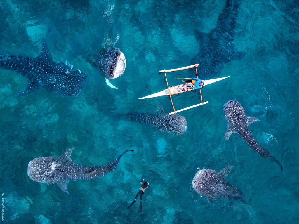 Sharky Hostel Oslob